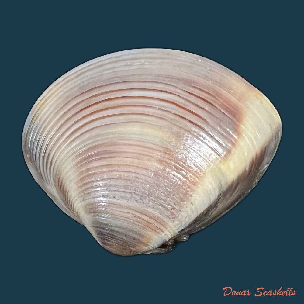 meretrix-lyrata-g-b-sowerby-ii-1851-36mm-copia