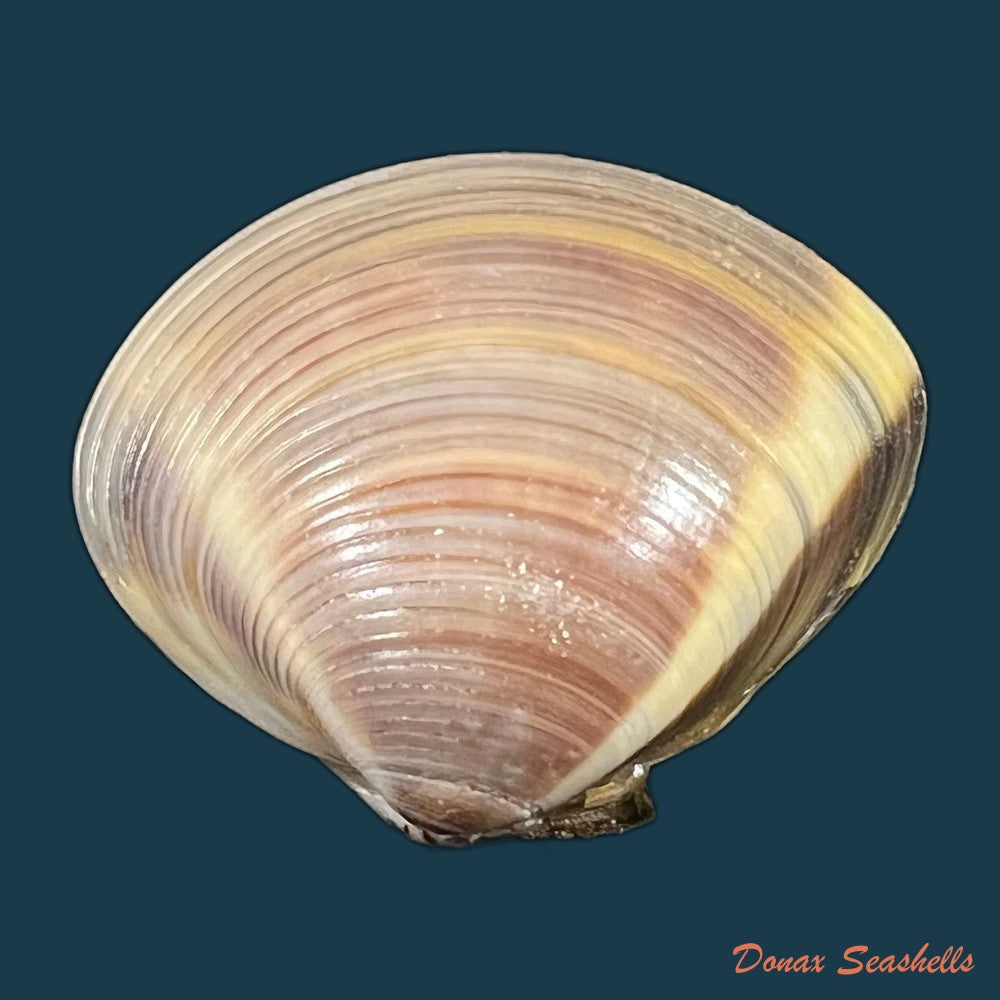 meretrix-lyrata-g-b-sowerby-ii-1851-37mm-copia