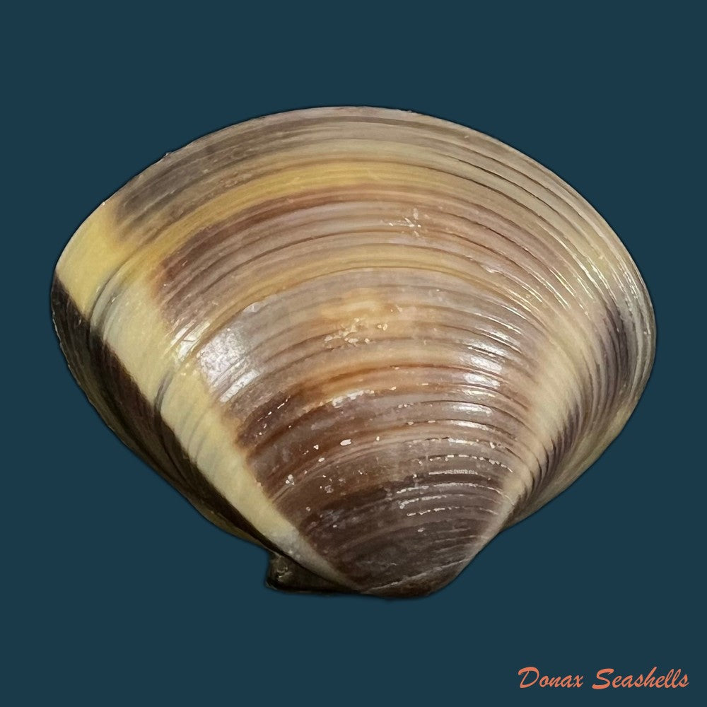 meretrix-lyrata-g-b-sowerby-ii-1851-37mm-copia