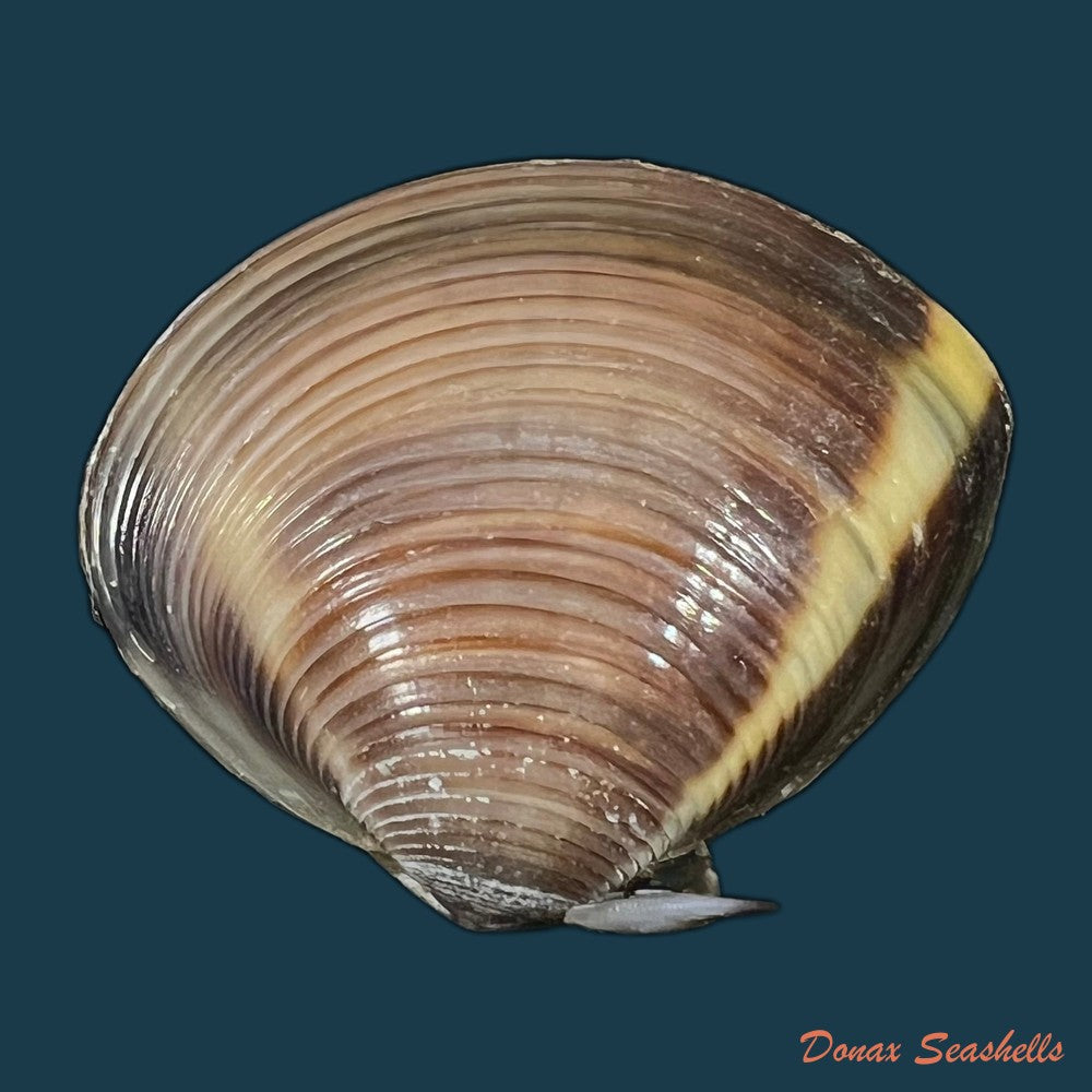 meretrix-lyrata-g-b-sowerby-ii-1851-42-2mm-copia