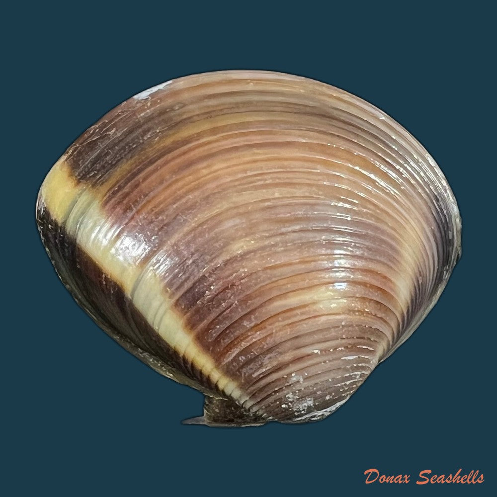 meretrix-lyrata-g-b-sowerby-ii-1851-42-2mm-copia