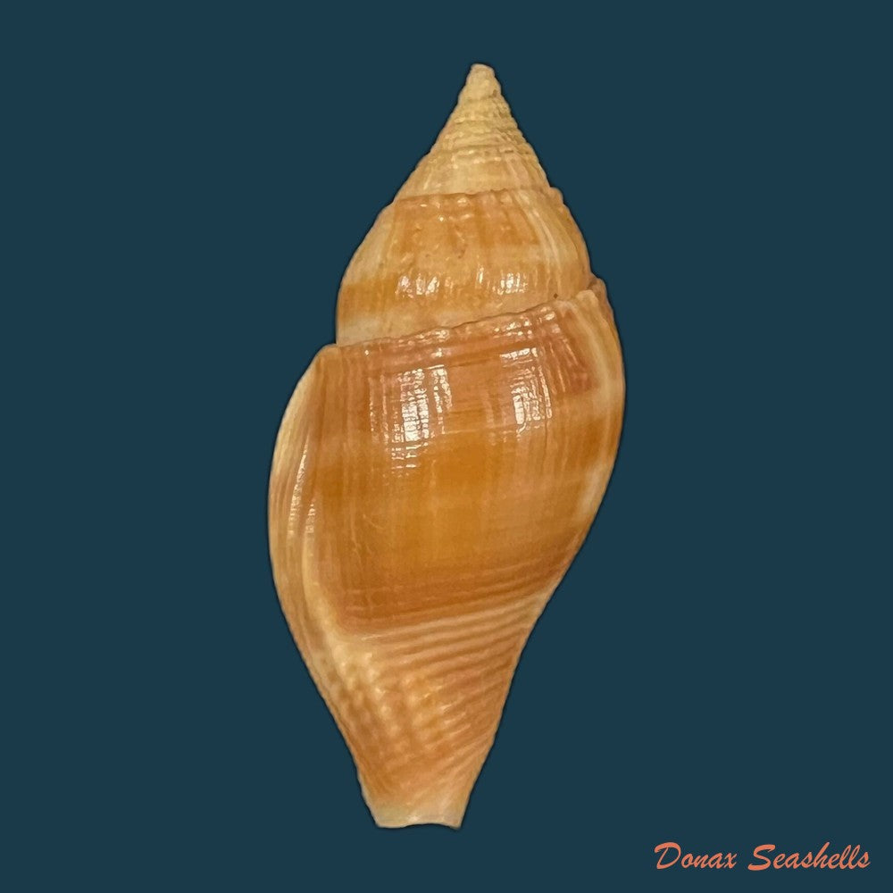 metula-cumingii-a-adams-1853-31-6mm-copia