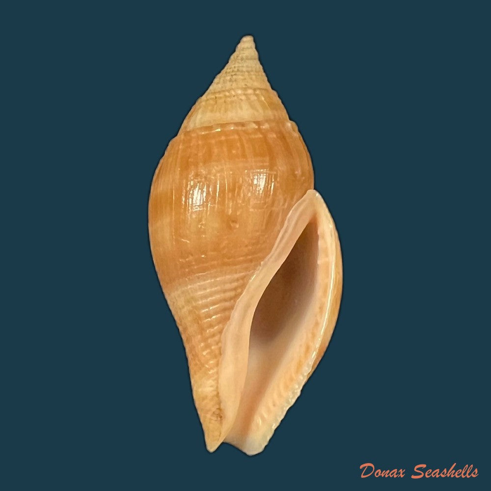 metula-cumingii-a-adams-1853-31-6mm-copia