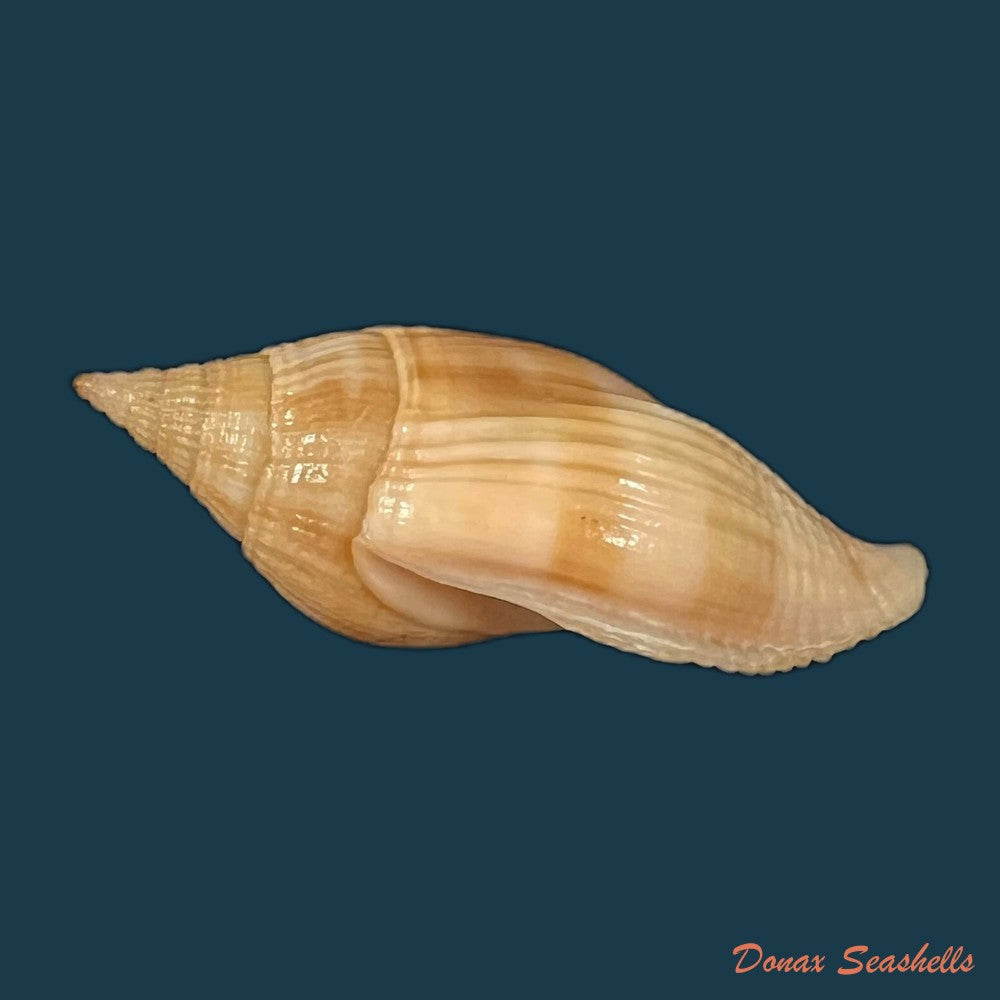 metula-cumingii-a-adams-1853-33-7mm-copia