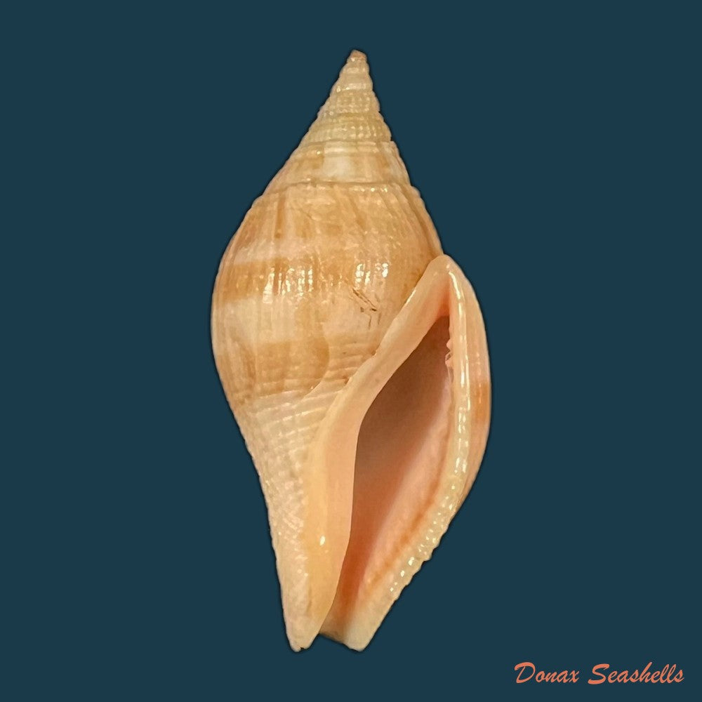 metula-cumingii-a-adams-1853-33-7mm-copia