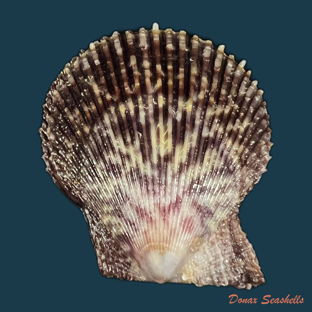 mimachlamys-varia-linnaeus-1758-37-9mm-copia