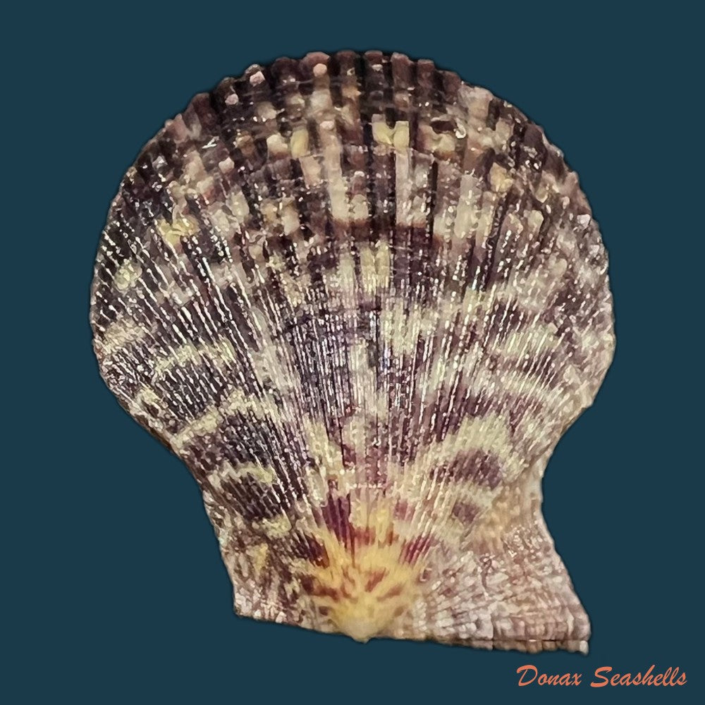 mimachlamys-varia-linnaeus-1758-40-1mm-copia