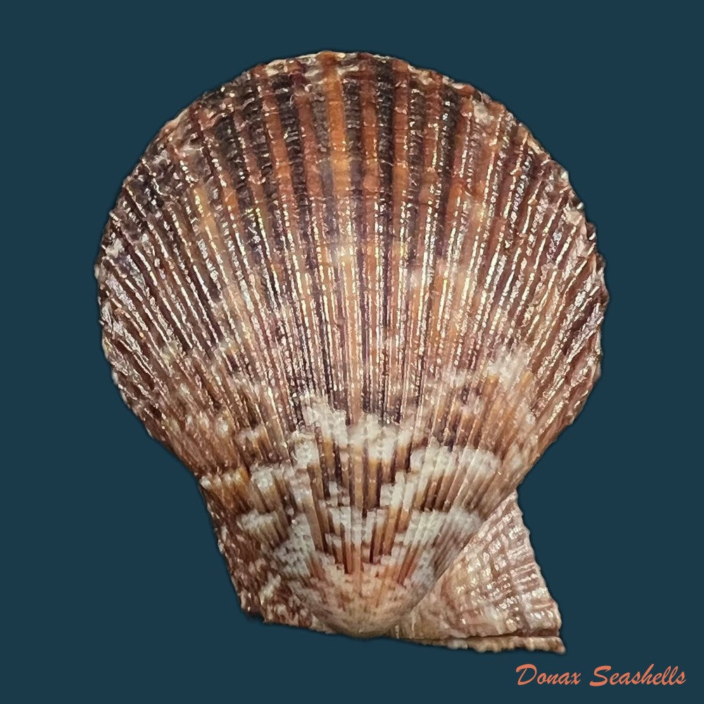 mimachlamys-varia-linnaeus-1758-40-4mm-copia