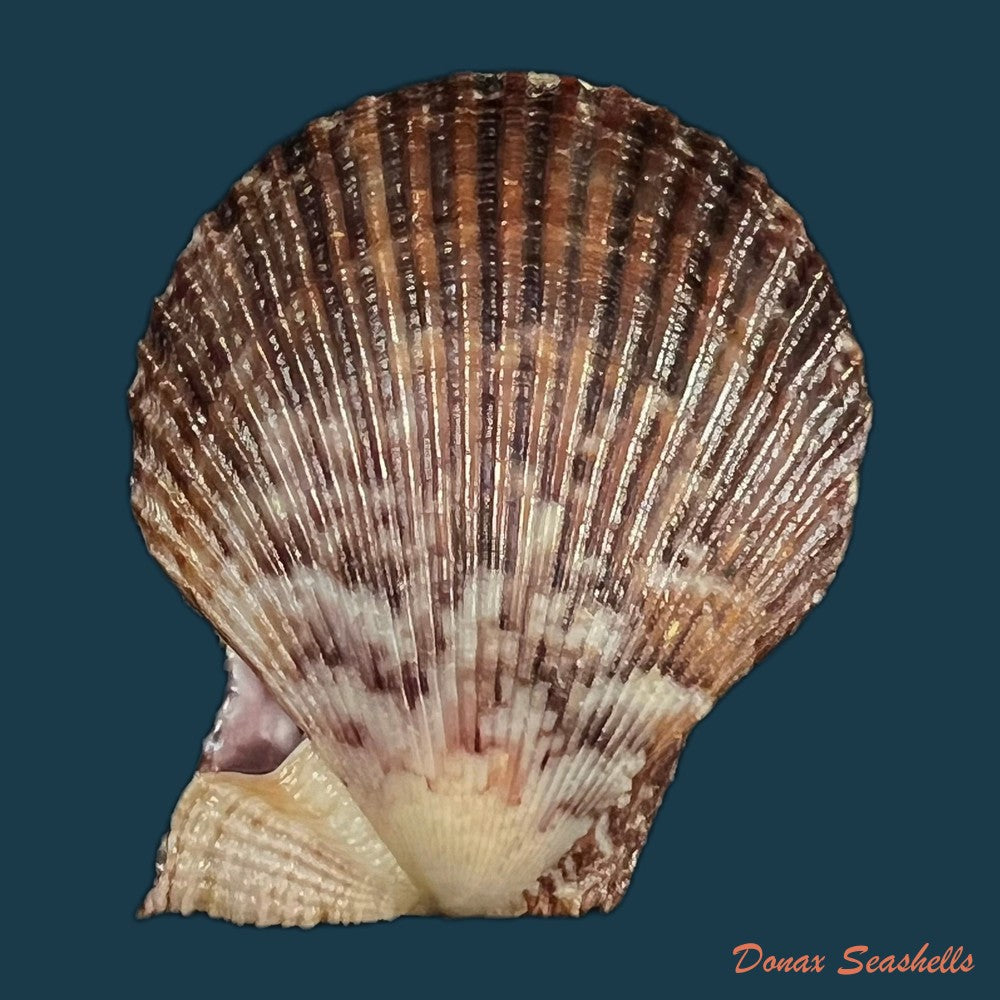 mimachlamys-varia-linnaeus-1758-40-4mm-copia
