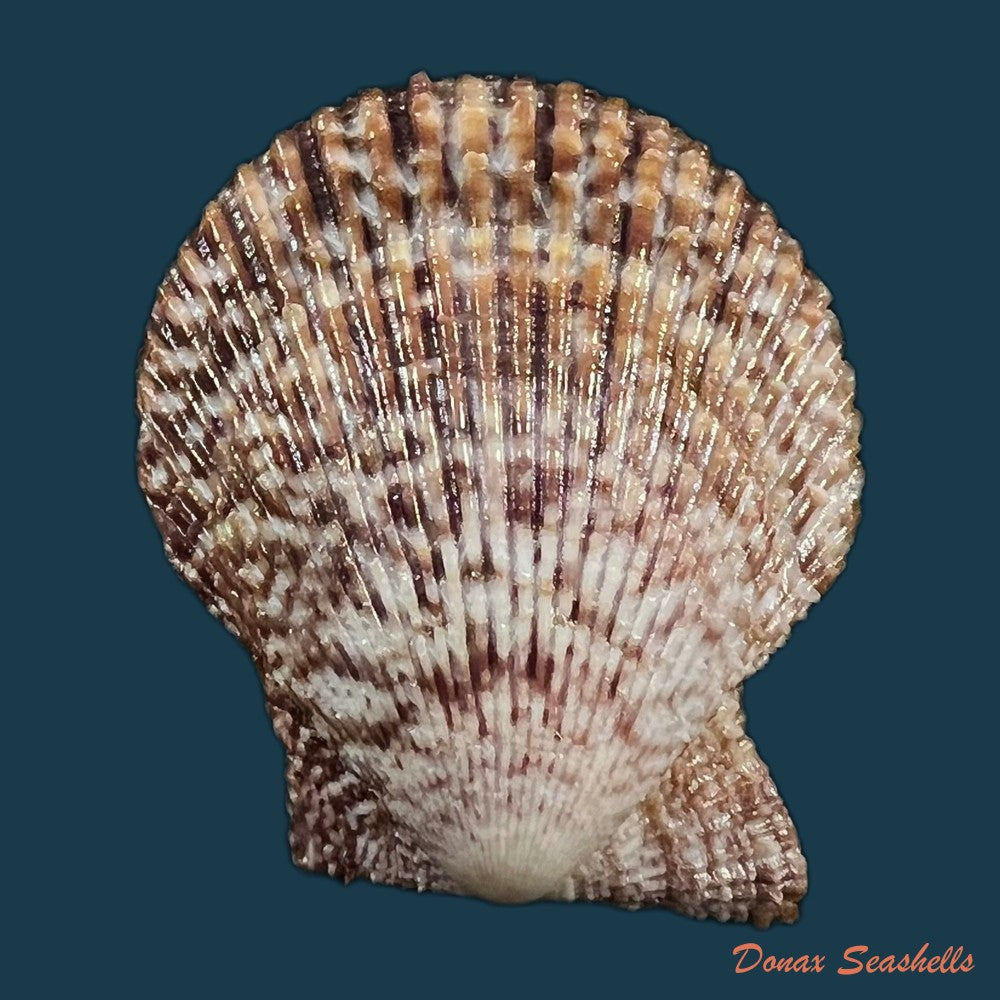 mimachlamys-varia-linnaeus-1758-42-9mm-copia