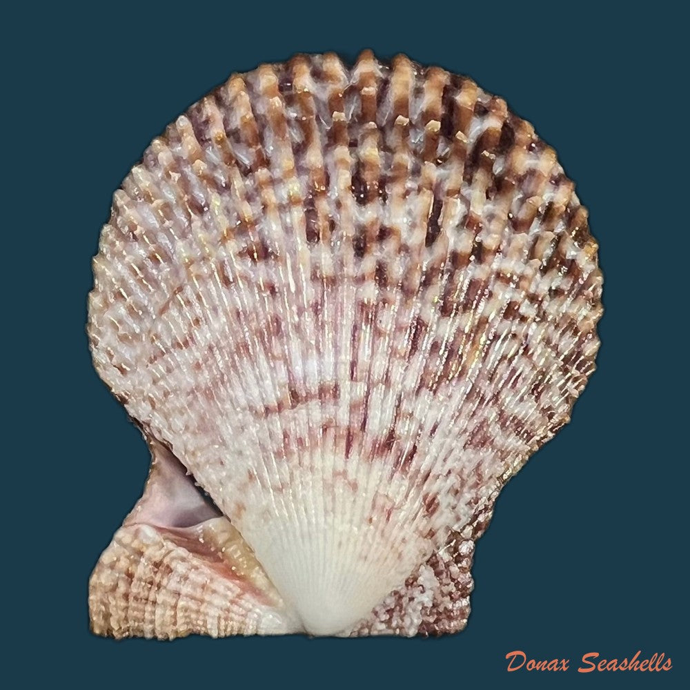 mimachlamys-varia-linnaeus-1758-42-9mm-copia