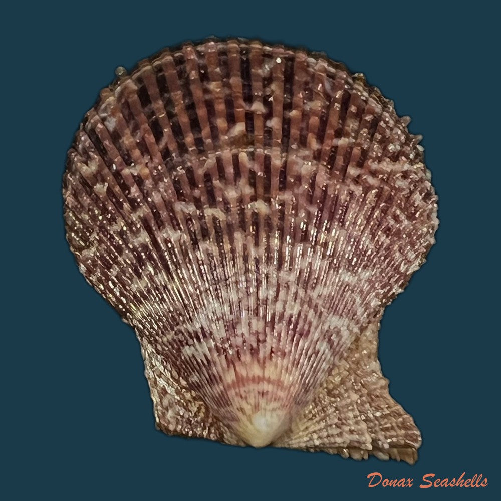 mimachlamys-varia-linnaeus-1758-45-1mm-copia