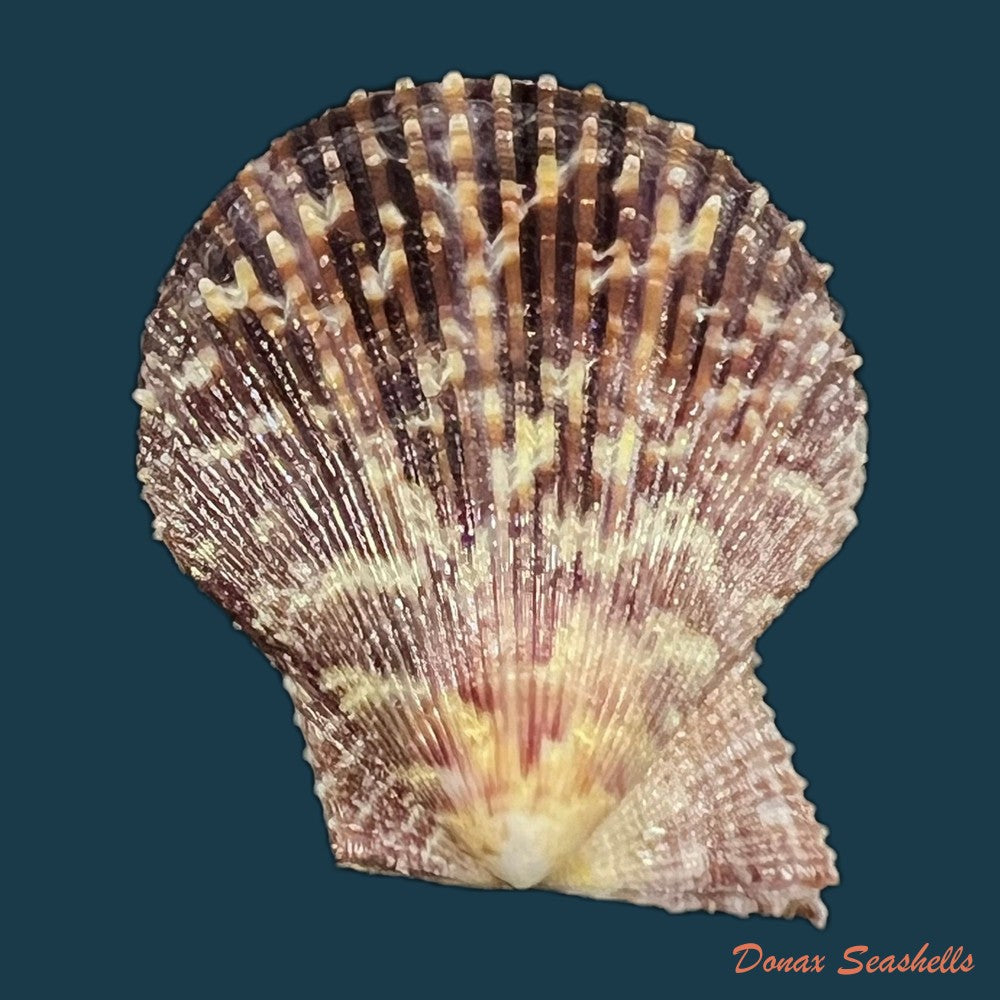 mimachlamys-varia-linnaeus-1758-45mm-copia