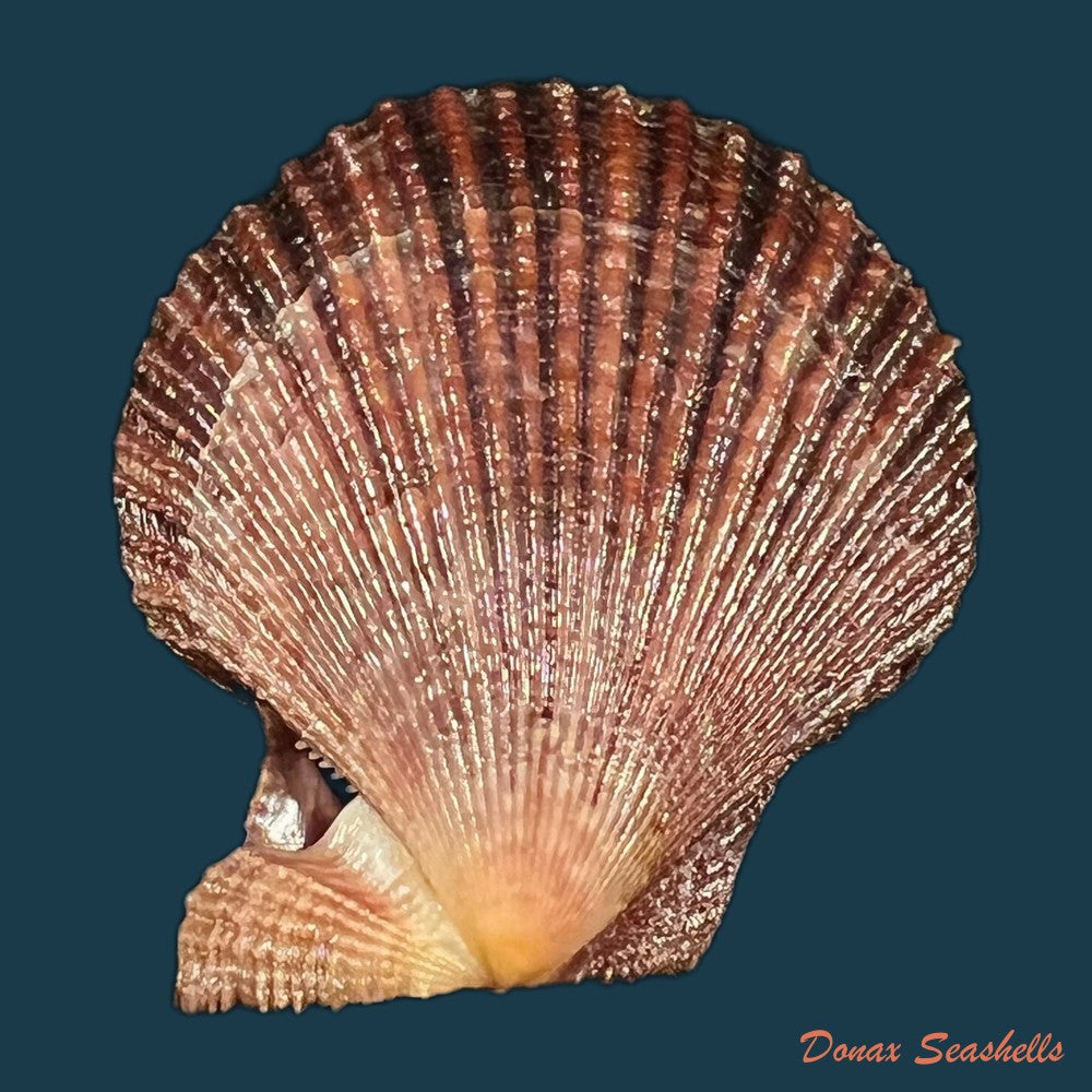 mimachlamys-varia-linnaeus-1758-48-2mm-copia