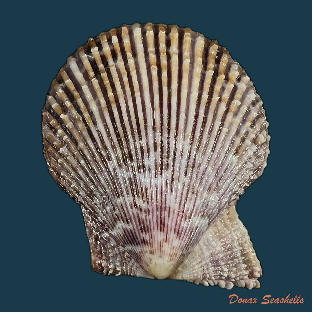 mimachlamys-varia-linnaeus-1758-53-2mm-copia