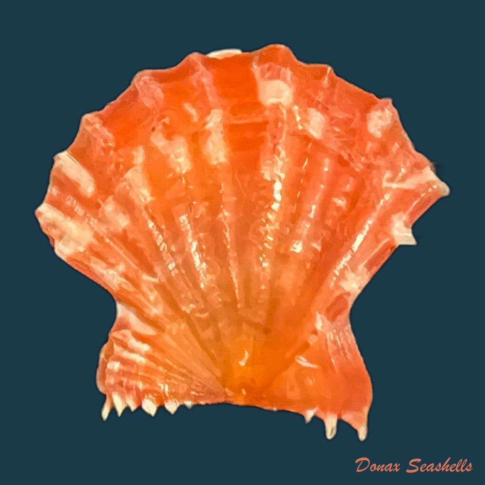 mirapecten-rastellum-lamarck-1819-37-8mm-copia