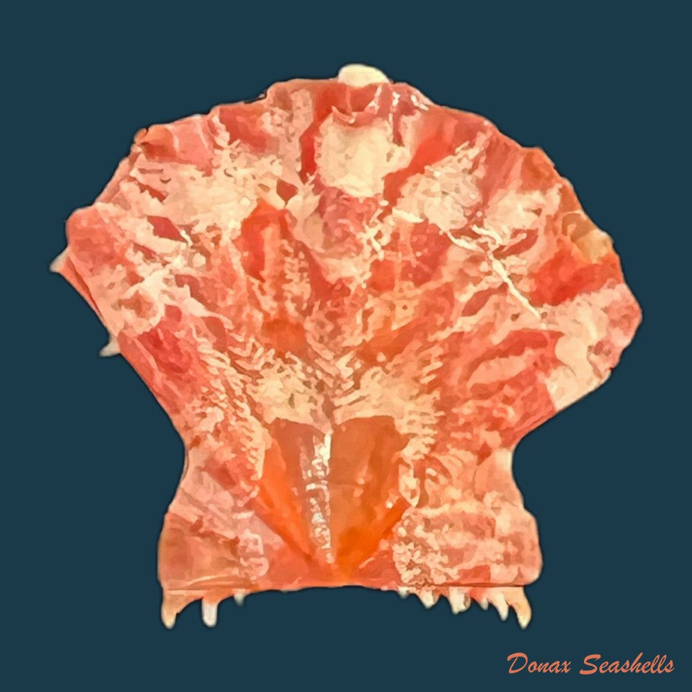 mirapecten-rastellum-lamarck-1819-37-8mm-copia
