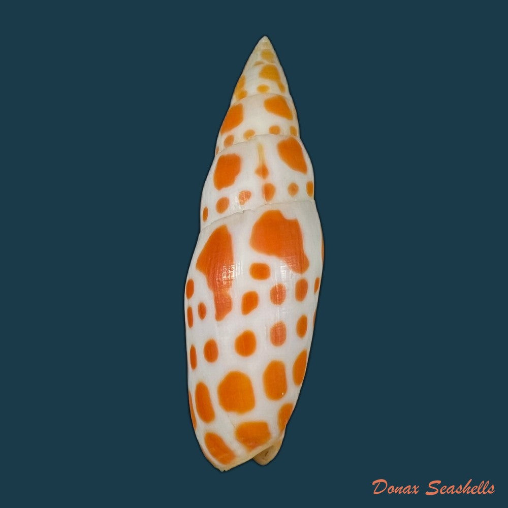 mitra-brasiliensis-oliveira-et-al-1969-21-6mm-copia