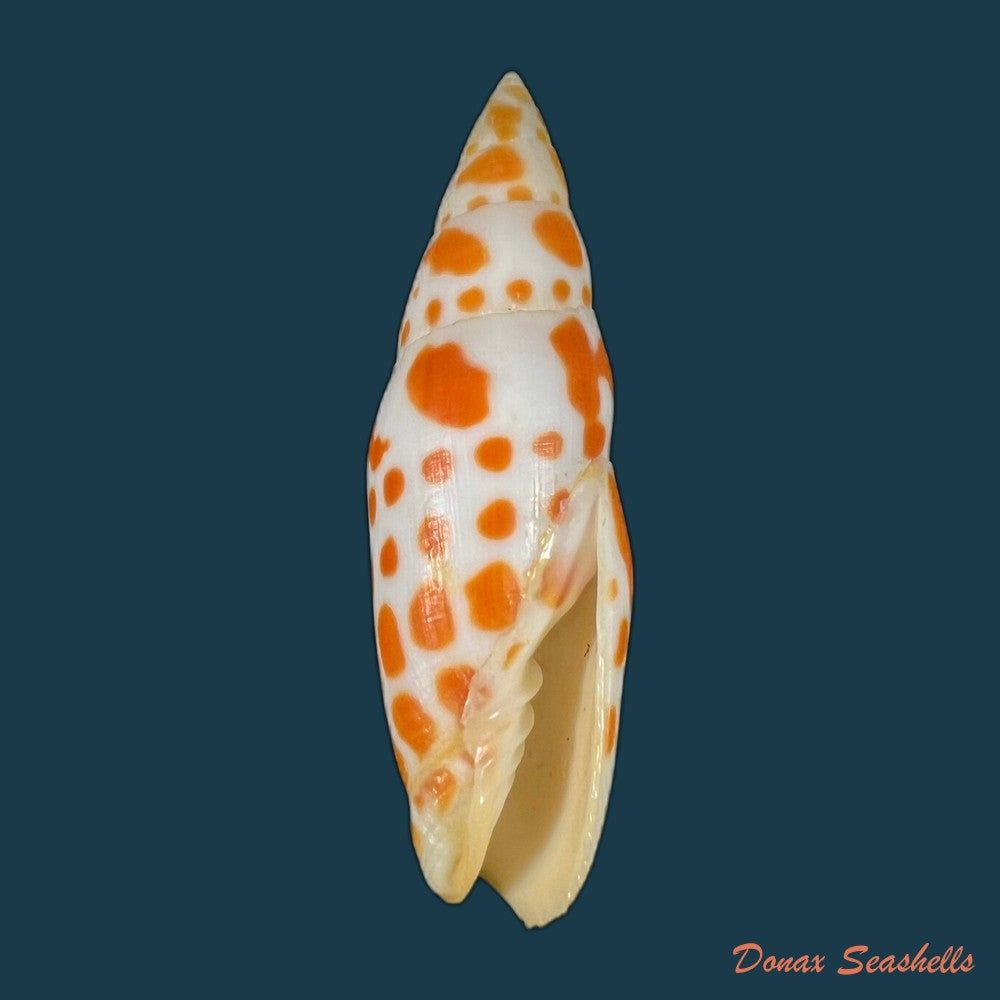 mitra-brasiliensis-oliveira-et-al-1969-21-6mm-copia