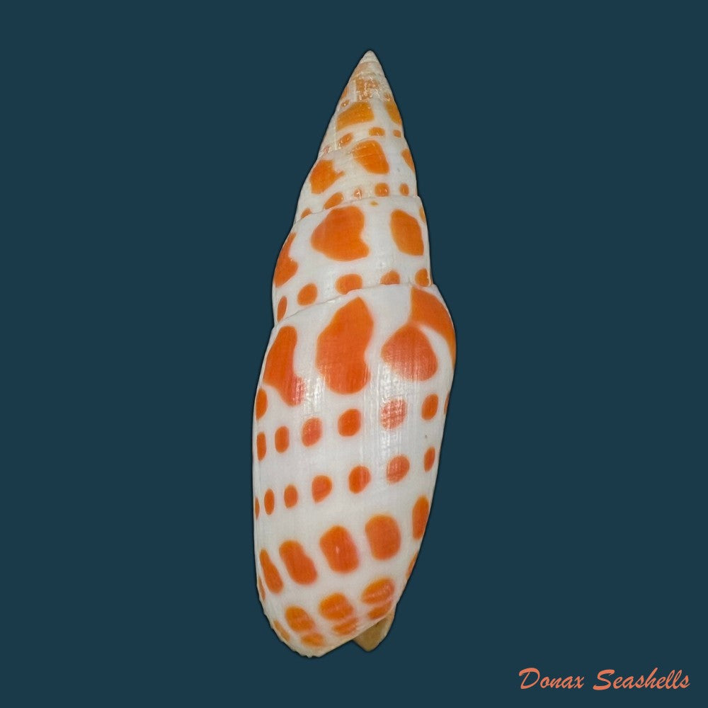 mitra-mitra-linnaeus-1758-65mm-copia