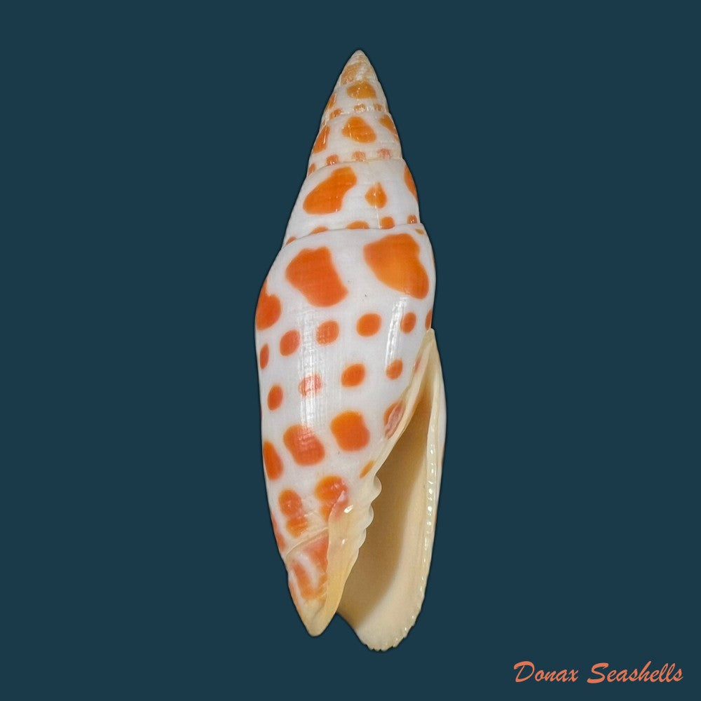 mitra-mitra-linnaeus-1758-65mm-copia