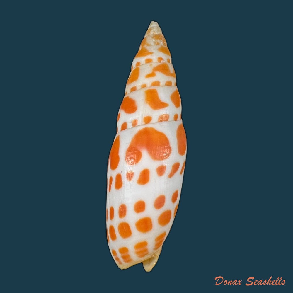mitra-mitra-linnaeus-1758-74-1mm-copia