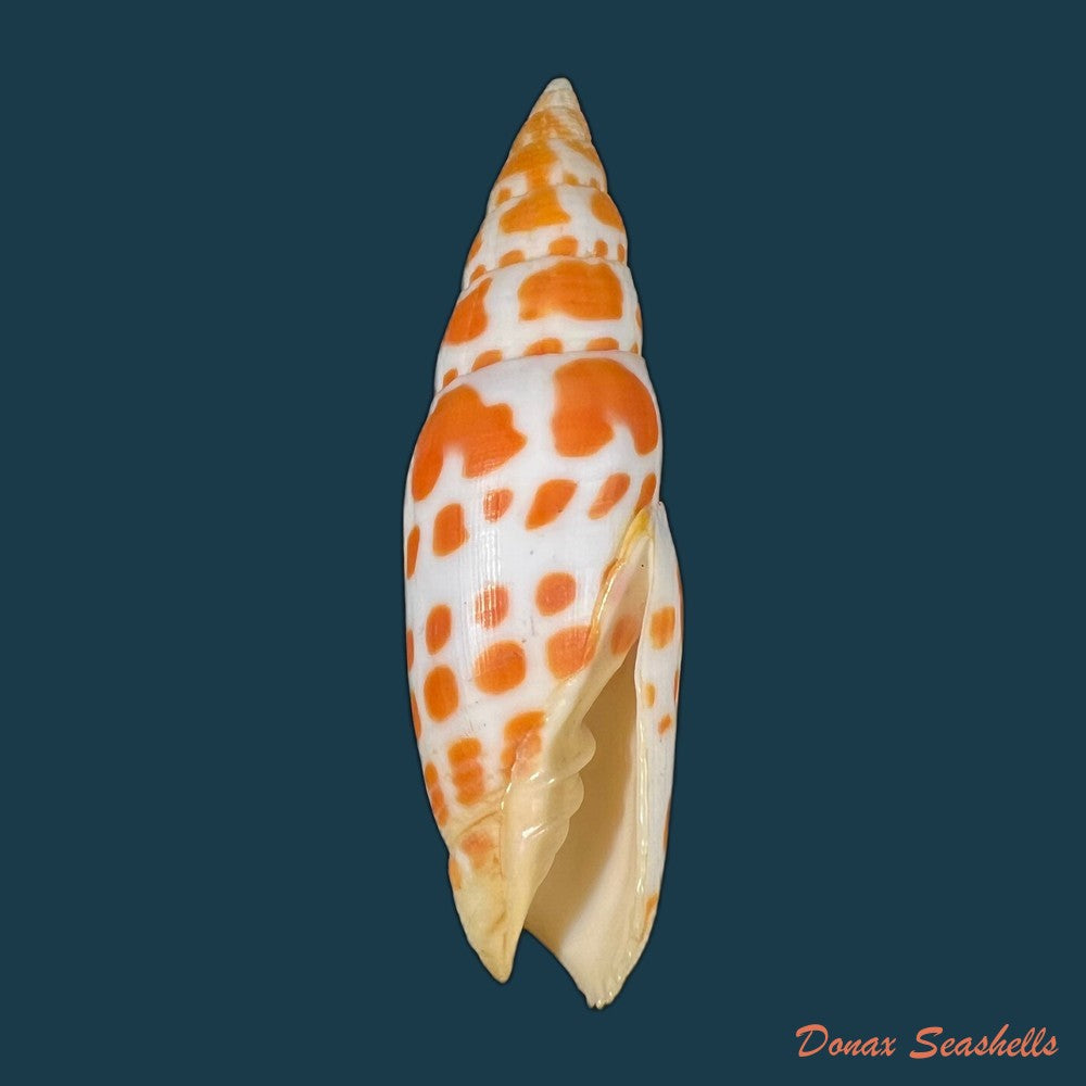 mitra-mitra-linnaeus-1758-74-1mm-copia