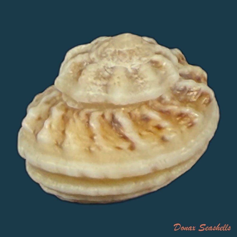 modulus-modulus-linnaeus-1758-13-7mm-copia