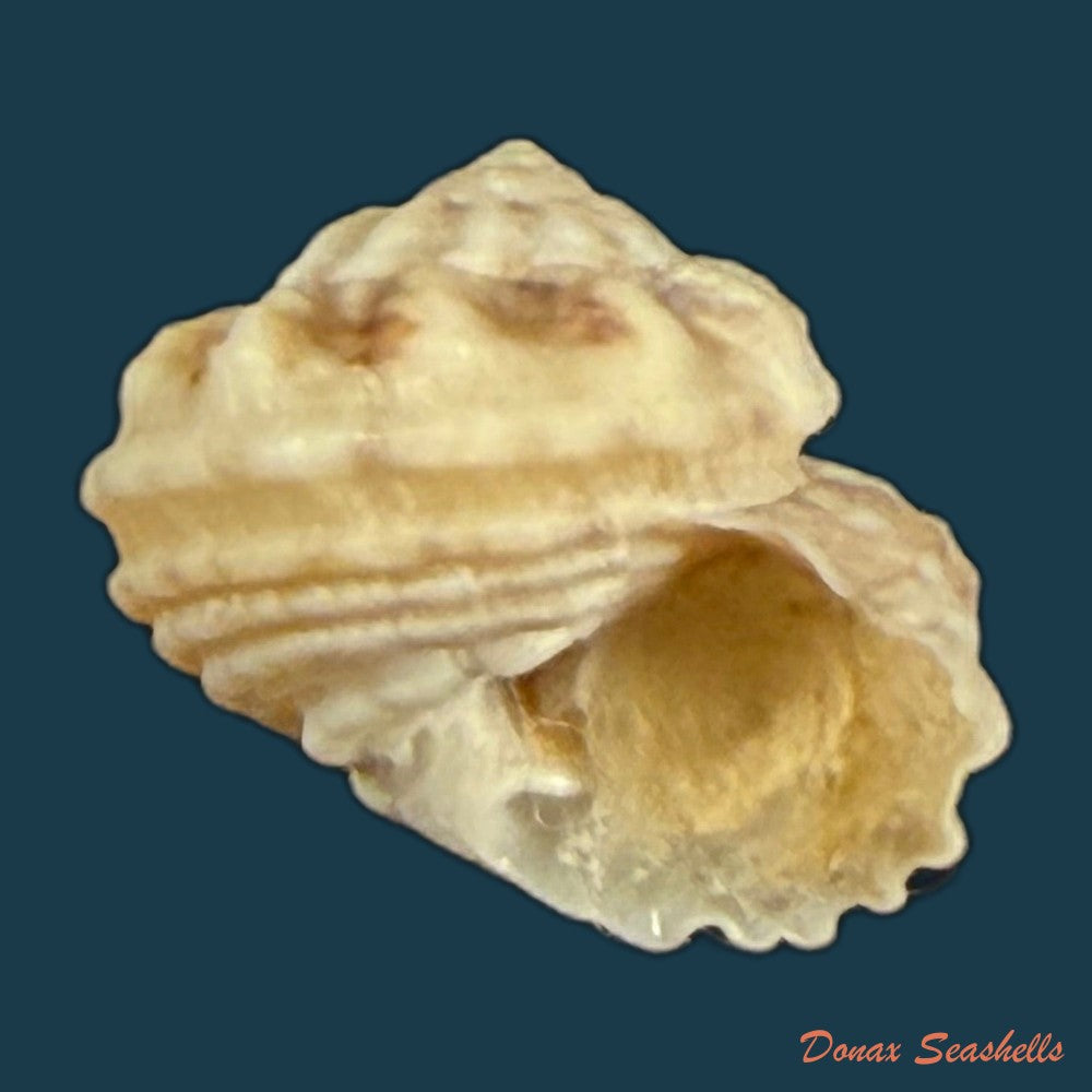 modulus-modulus-linnaeus-1758-13-7mm-copia
