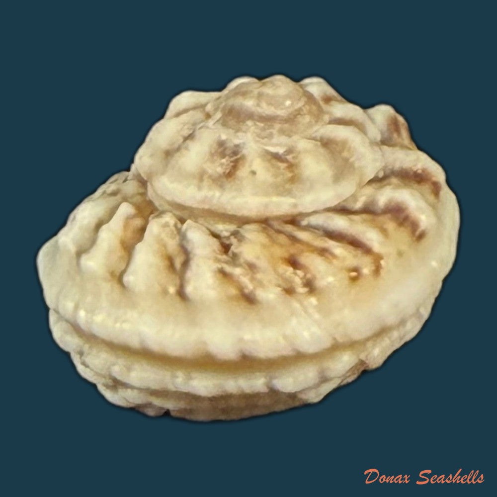 modulus-modulus-linnaeus-1758-13mm-copia