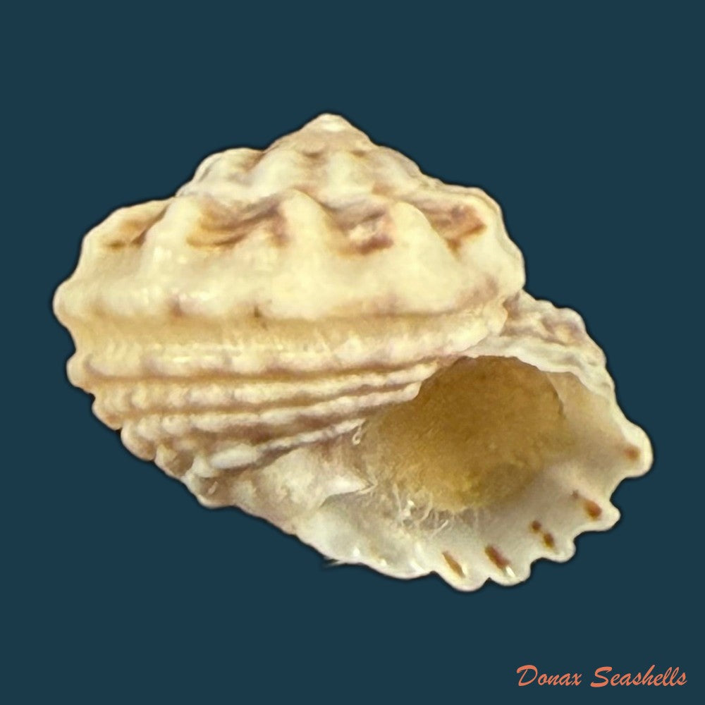 modulus-modulus-linnaeus-1758-13mm-copia