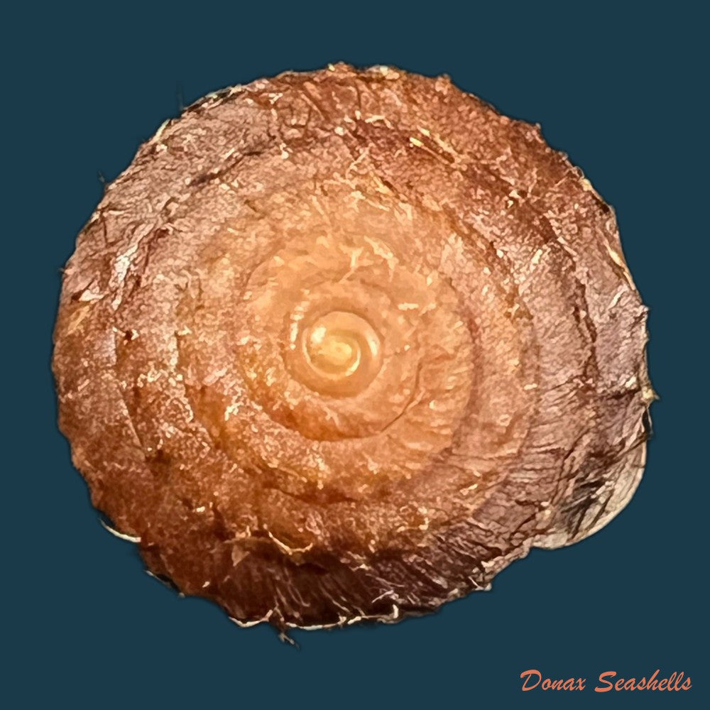 moellendorffia-eastlakeana-mollendorff-1882-20-9mm-copia