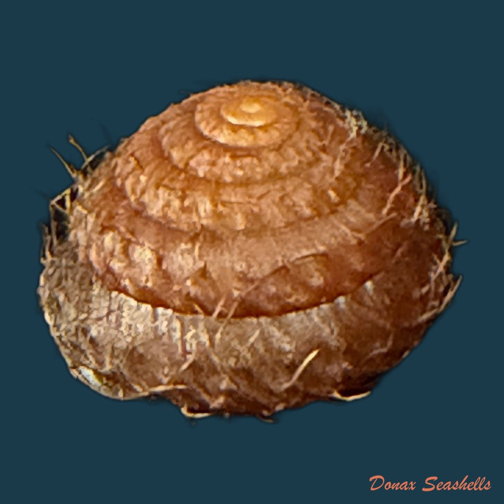 moellendorffia-eastlakeana-mollendorff-1882-21-4mm-copia-1