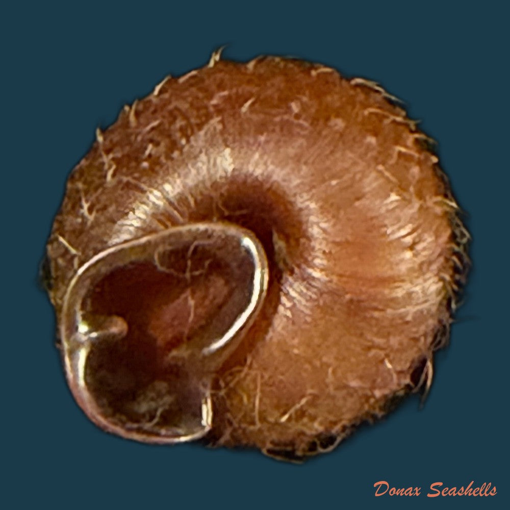 moellendorffia-eastlakeana-mollendorff-1882-21-4mm-copia-1