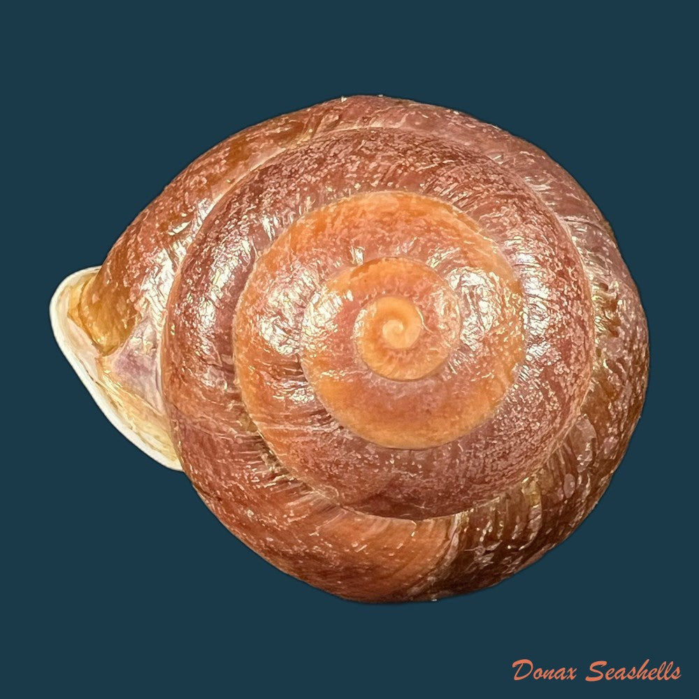 moellendorffia-eastlakeana-mollendorff-1882-21-4mm-copia