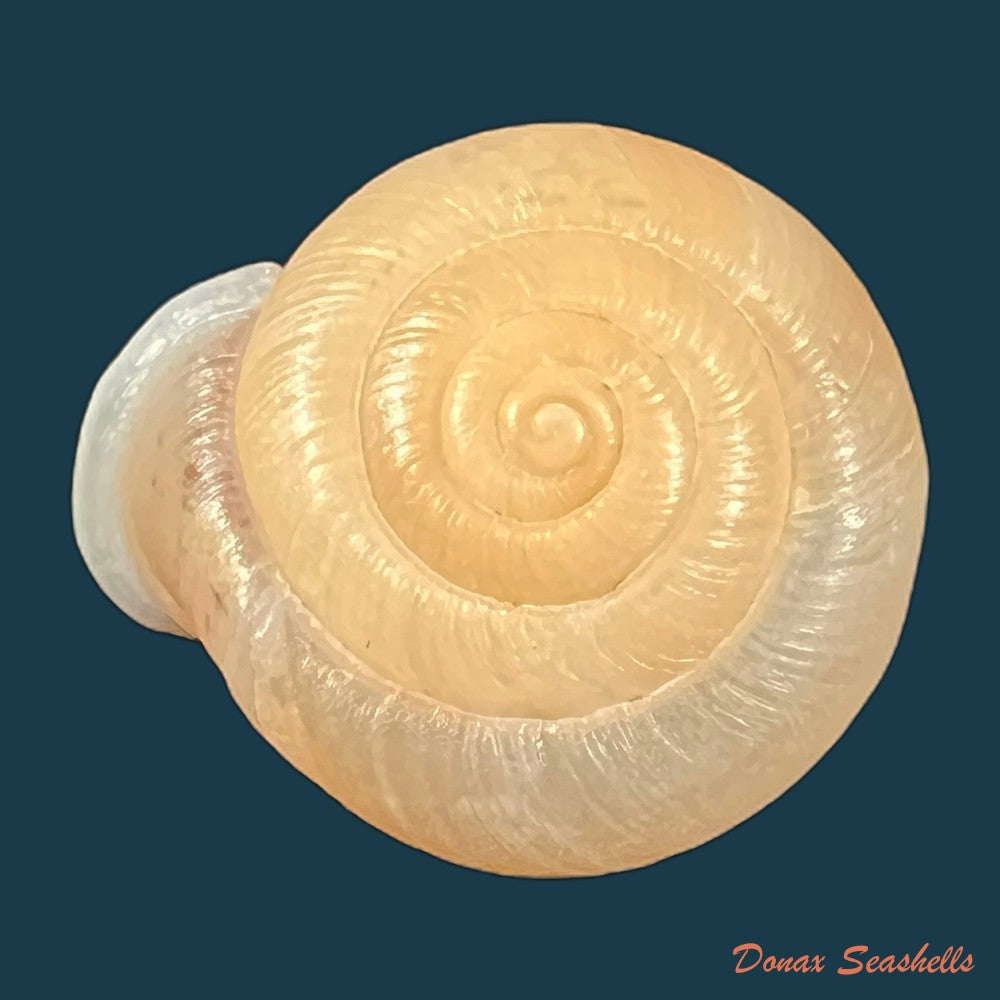 moellendorffia-loxotata-mabille-1887-18-1mm-copia