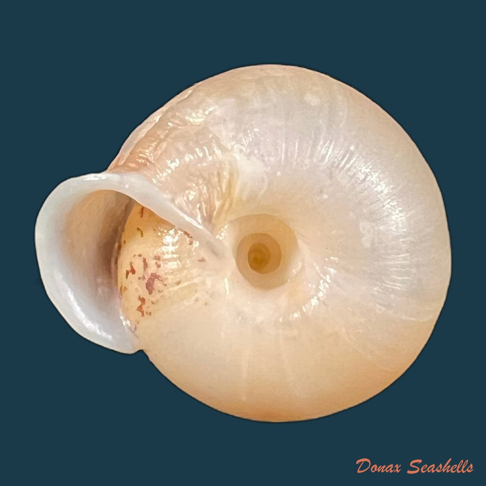 moellendorffia-loxotata-mabille-1887-18-1mm-copia