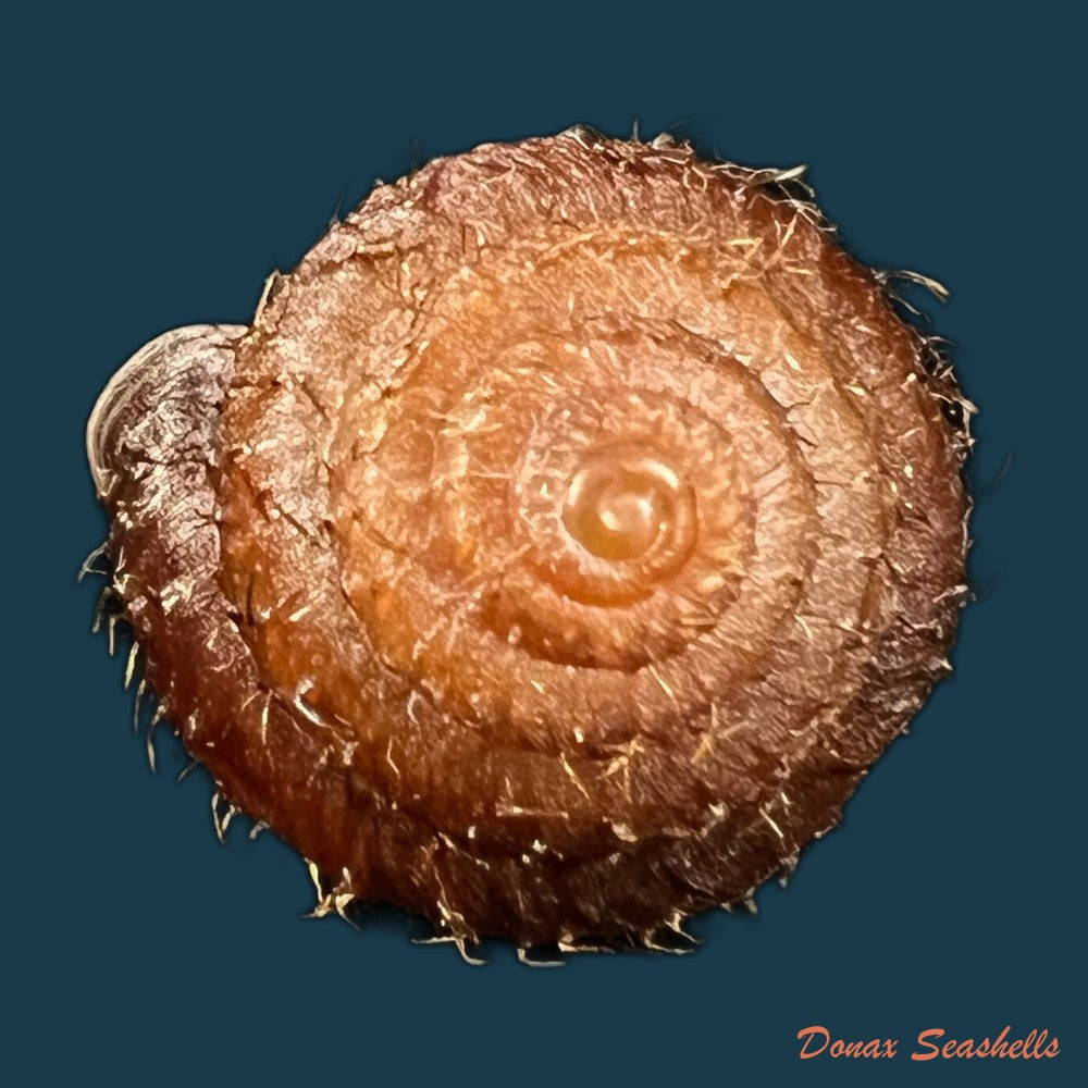 moellendorffia-loxotata-mabille-1887-18-5mm-copia