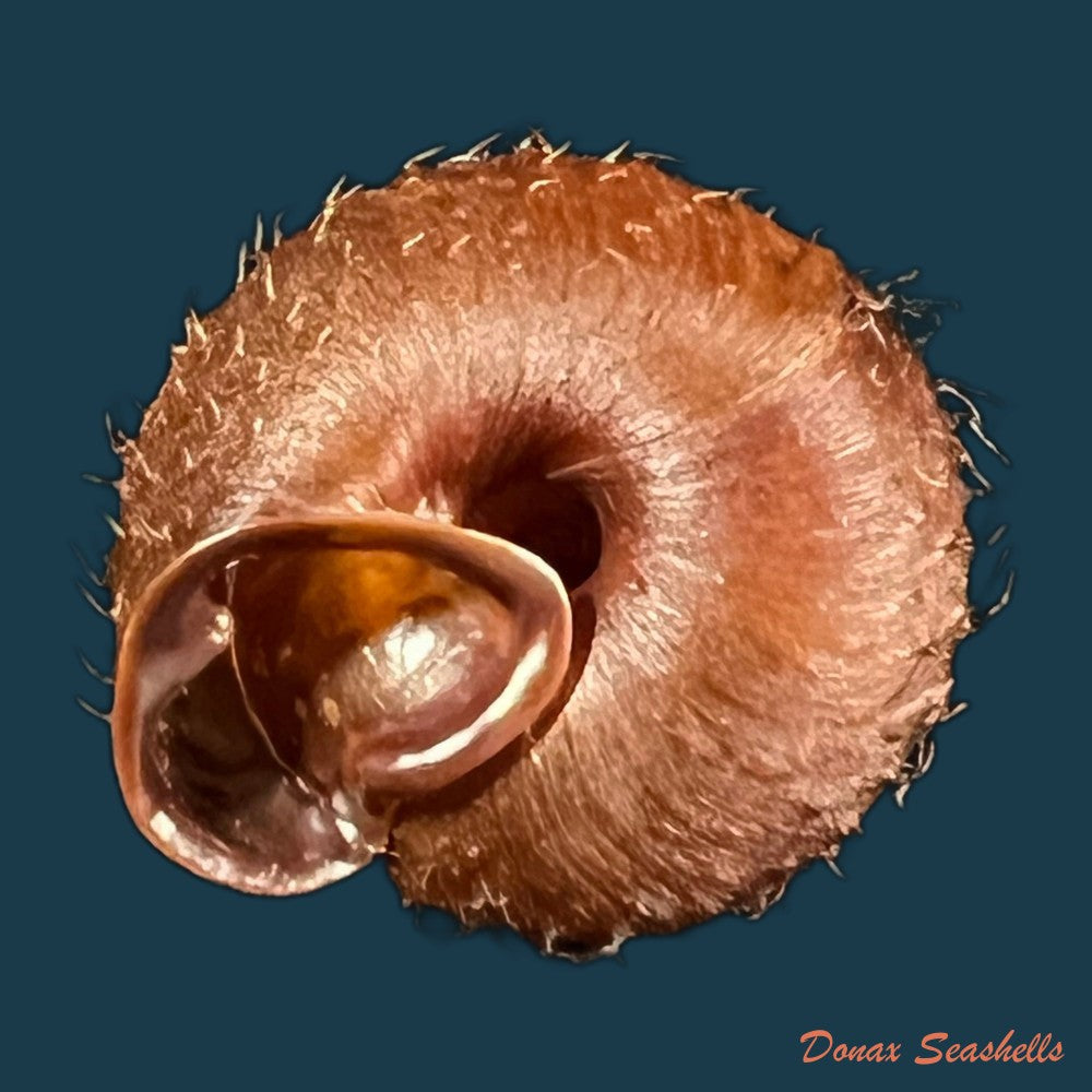 moellendorffia-loxotata-mabille-1887-18-5mm-copia