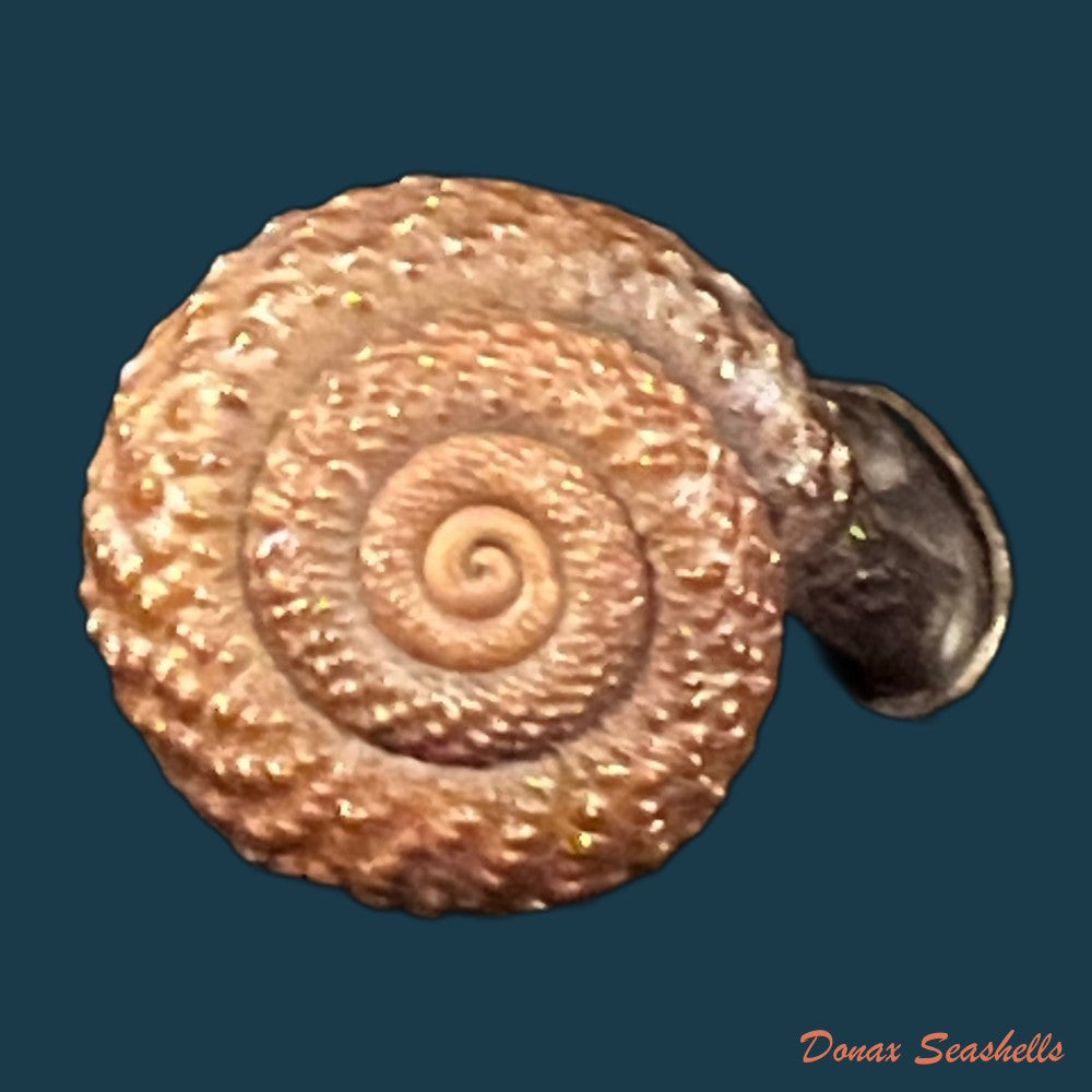 moellendorffia-loxotata-mabille-1887-19-9mm-copia
