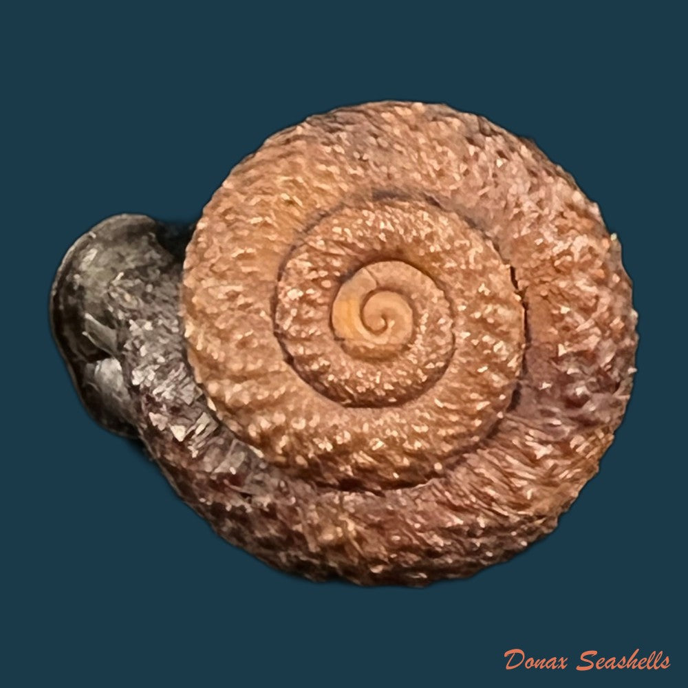 moellendorffia-loxotata-mabille-1887-20-1mm-copia