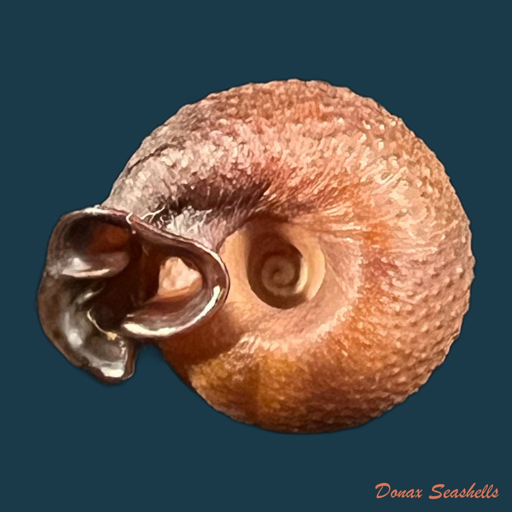 moellendorffia-loxotata-mabille-1887-20-1mm-copia