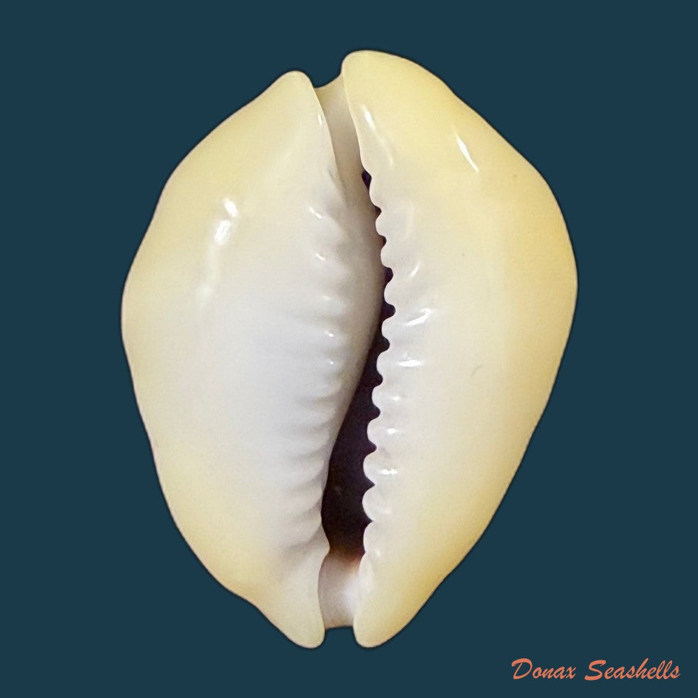 monetaria-moneta-linnaeus-1758-31-1mm-copia