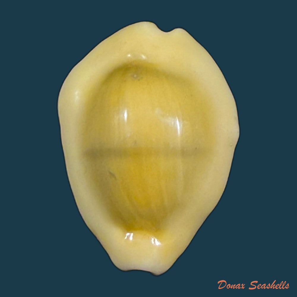 monetaria-moneta-linnaeus-1758-38-1mm-copia
