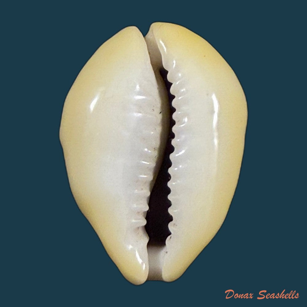monetaria-moneta-linnaeus-1758-38-1mm-copia