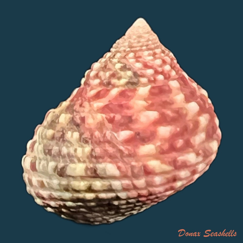 monodonta-labio-linnaeus-1758-22-4mm-copia