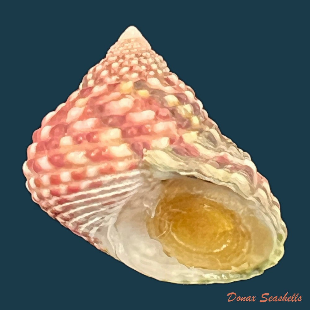 monodonta-labio-linnaeus-1758-22-4mm-copia