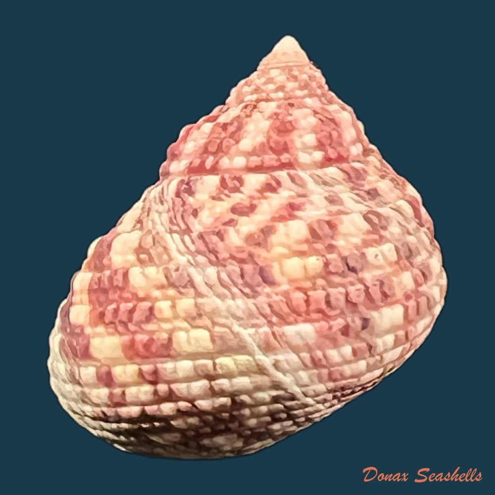monodonta-labio-linnaeus-1758-22-7mm-copia