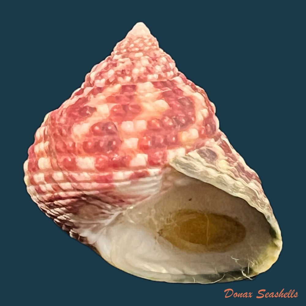 monodonta-labio-linnaeus-1758-22-7mm-copia