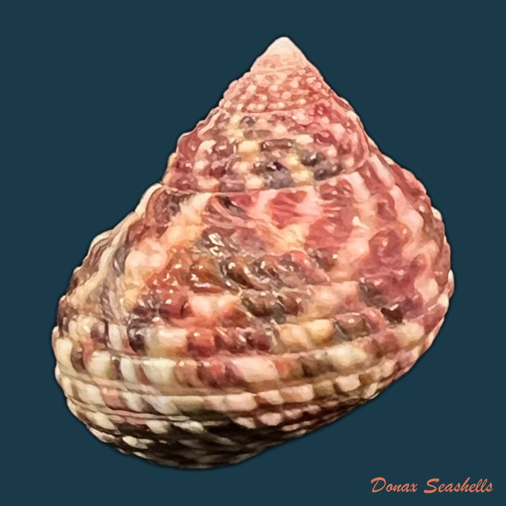monodonta-labio-linnaeus-1758-23-5mm-copia
